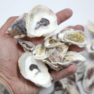 Školjke kamenice Oyster (1 kg)