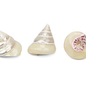Sedefne školjke piramide Trochus conus (SET 20 kom.)