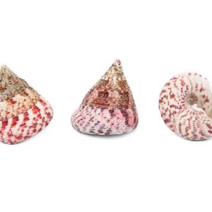 Crvene piramide Trochus conus (SET 10 kom.)