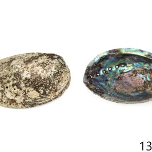 Natural školjke Haliotis virginea (SET 12 kom.)