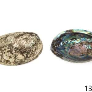 Natural školjke Haliotis virginea (SET 12 kom.)