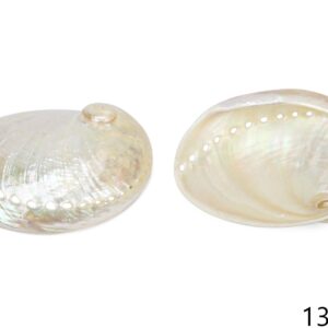 Sedefna školjka Haliotis virginea