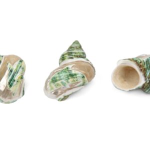 Morski zeleni puž Turbo sparverius s dupinom (SET 20 kom.)