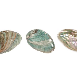 Male zelene školjke Haliotis tuberculata (SET 25 kom.)