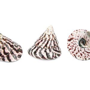 Crveno-bijela školjka piramida Trochus niloticus 7-8cm