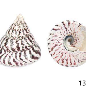 Crveno-bijela školjka piramida Trochus niloticus 11-12cm
