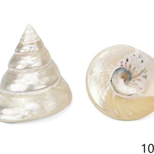Sedefna školjka piramida Trochus niloticus 9-10cm
