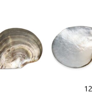Crnousna biserna kamenica Pinctada