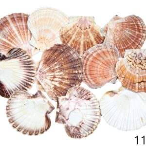 Natural Jakobove kapice ravne (1 kg)