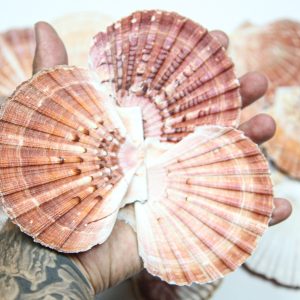 Natural Jakobove kapice ravne (1 kg)