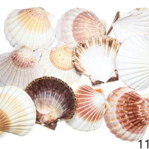 Natural Jakobove kapice zaobljene (1 kg)