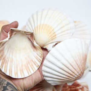 Natural Jakobove kapice zaobljene (1 kg)