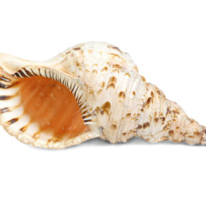 Školjke Tritonova truba II klasa, razne veličine
