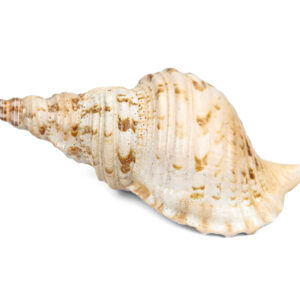 Školjke Tritonova truba II klasa, razne veličine