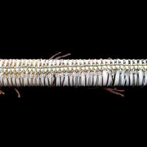 Narukvice sa sidrom na špagi (SET 50 kom.)