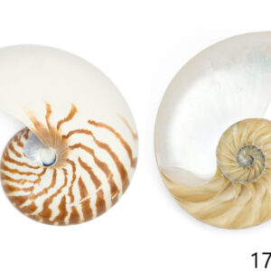 Rezana natural školjka Nautilus 6