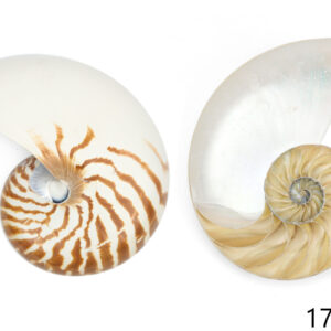 Rezana natural školjka Nautilus 6