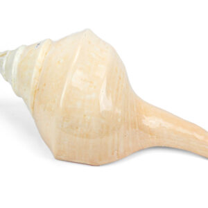 Morska školjka truba, Syrinx aruanus, 54-58cm