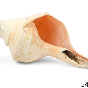 Morska školjka truba, Syrinx aruanus, 54-58cm