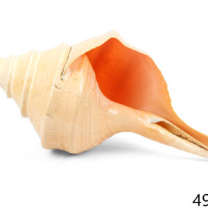 Morska školjka truba, Syrinx aruanus, 49-53cm