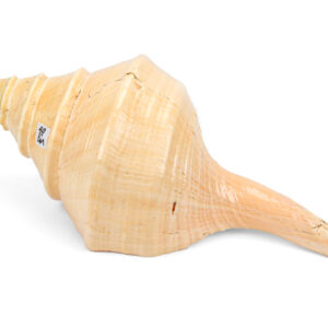 Morska školjka truba, Syrinx aruanus, 45-48cm