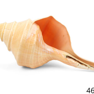 Morska školjka truba, Syrinx aruanus, 45-48cm