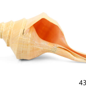 Morska školjka truba, Syrinx aruanus, 40-44cm