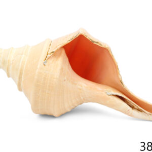 Morska školjka truba, Syrinx aruanus, 37-39cm