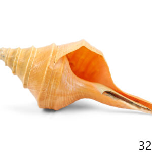 Morska školjka truba, Syrinx aruanus, 30cm