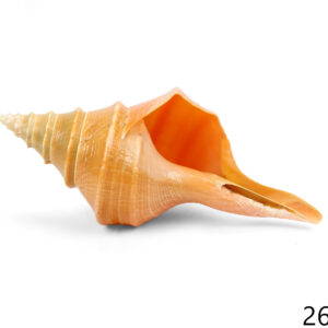 Morska školjka truba, Syrinx aruanus, 27cm