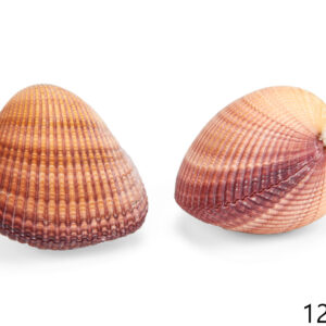 Roza bivalna školjka srce, Cardium pseudolima 4