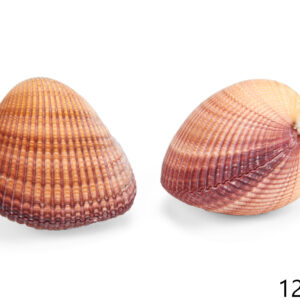Roza bivalna školjka srce, Cardium pseudolima 4