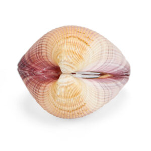Roza bivalna školjka srce, Cardium pseudolima 4