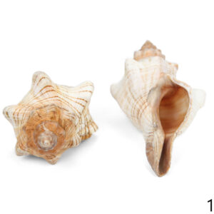Trapezni puževi Fasciolaria trapezium 4