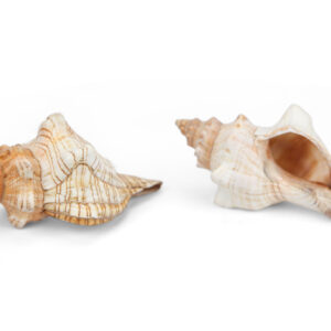 Trapezni puževi Fasciolaria trapezium 4