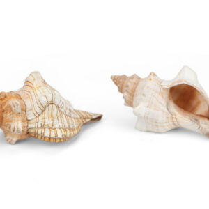 Trapezni puževi Fasciolaria trapezium 4