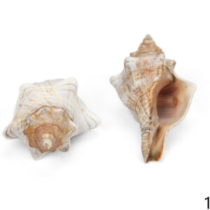 Trapezni puževi Fasciolaria trapezium 2