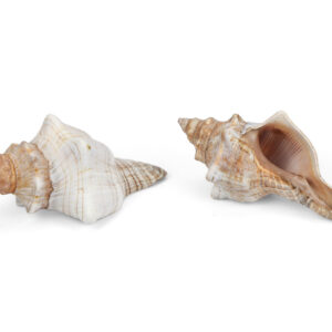 Trapezni puževi Fasciolaria trapezium 2