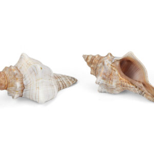 Trapezni puževi Fasciolaria trapezium 2
