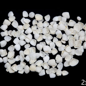 Bijele lepeze Cockle white (1 kg)