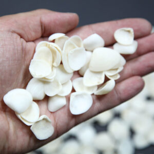 Bijele lepeze Cockle white (1 kg)